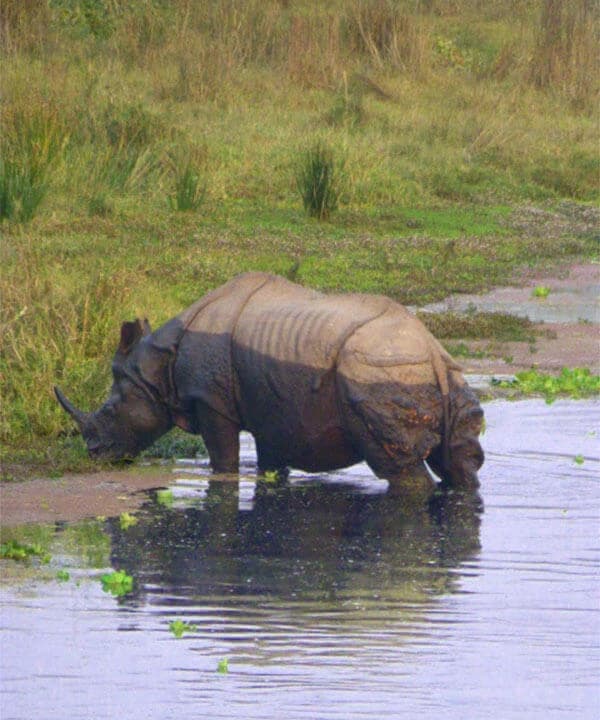 Jungle Safari Tour in Nepal