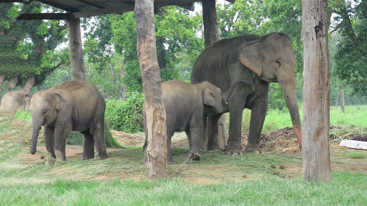 Chitwan National Park Tour