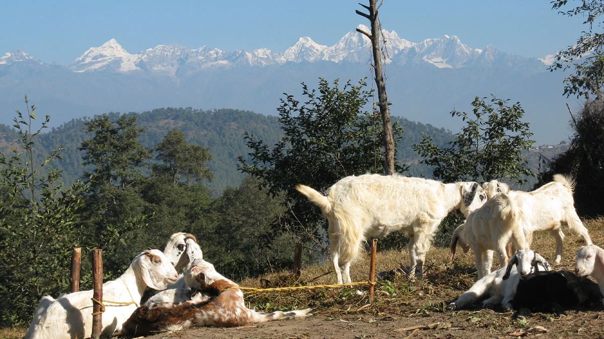 Hike to Chisopani Nagarkot