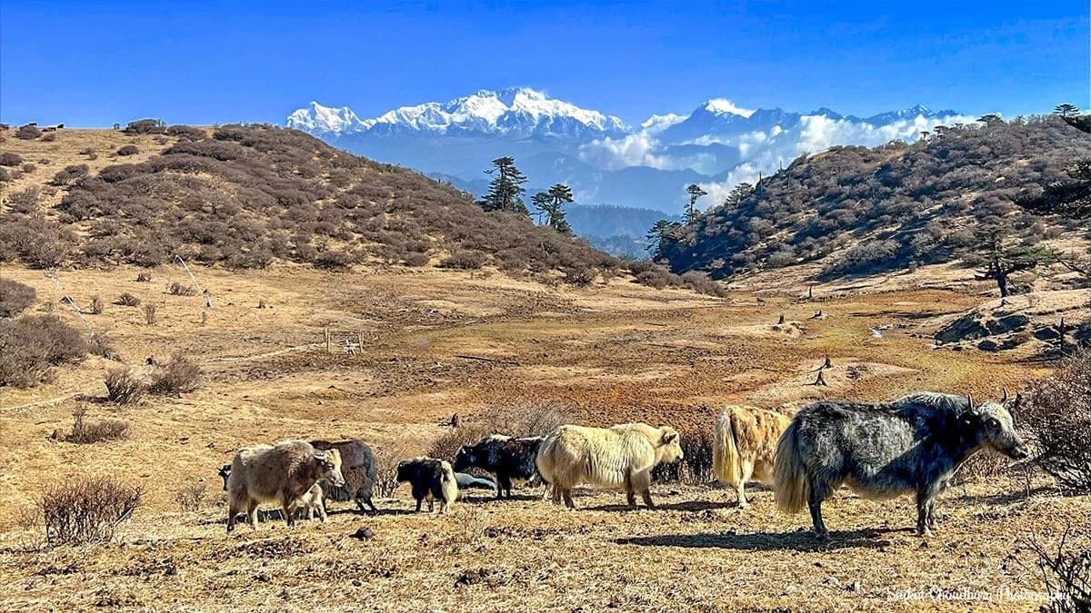 Kanchenjunga Base Camp Trek