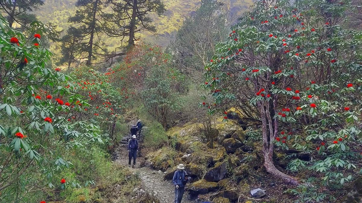 Langtang Gosaikunda Lauribina Pass Trek