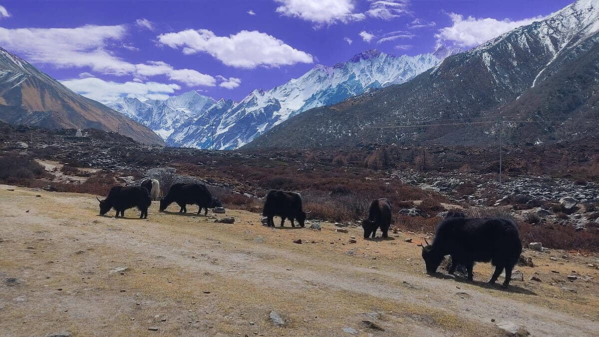 Langtang Gosaikunda Pass Trek