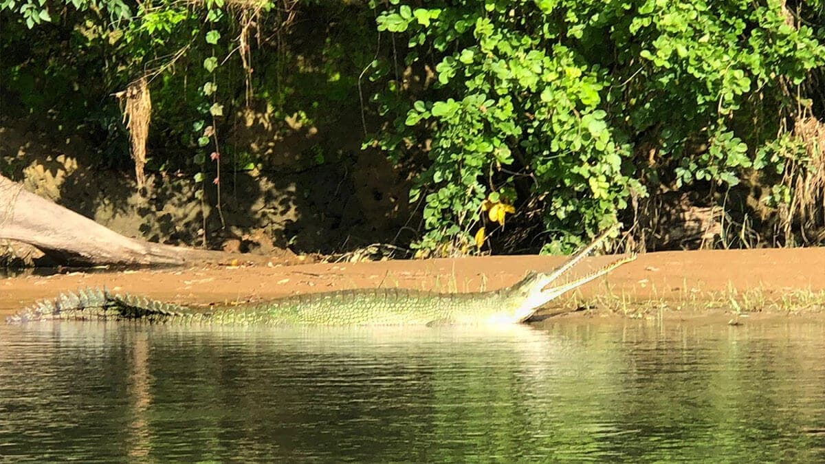 Nepal Bardia National Park Tour