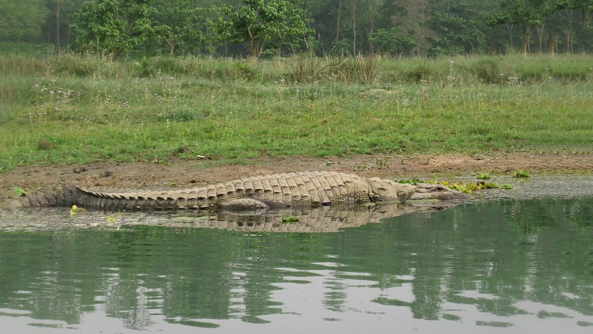 Nepal Chitwan National Park Tour