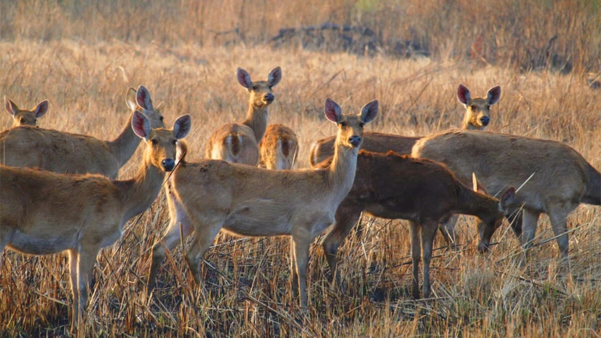 Nepal Safari Tour