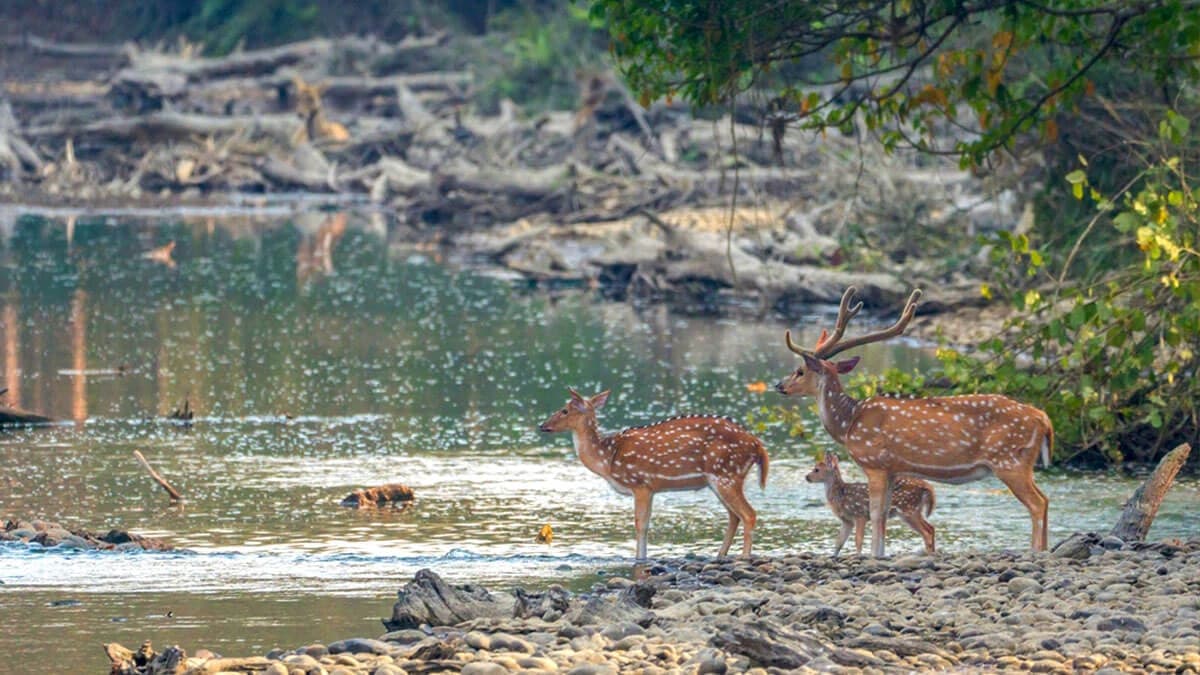 Tour to Bardia National Park