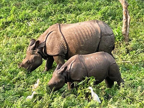 Chitwan Jungle Safari Tour