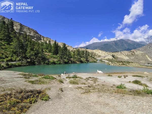 Dhumba Lake Mustang