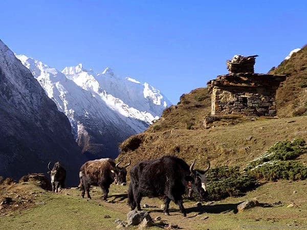 Manaslu Tsum Valley Trekking