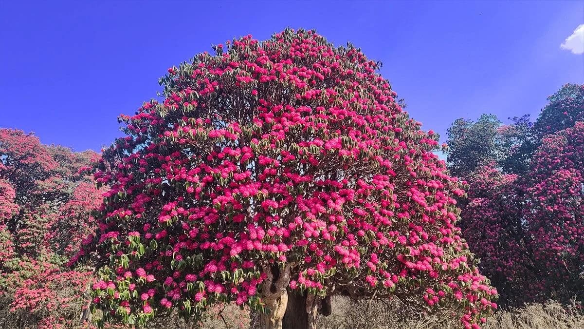 Annapurna Panorama View Trek
