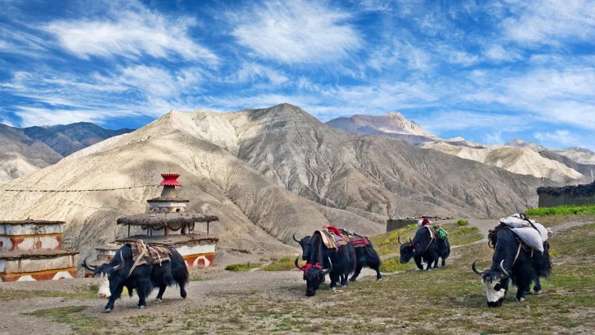 dolpo-yaks
