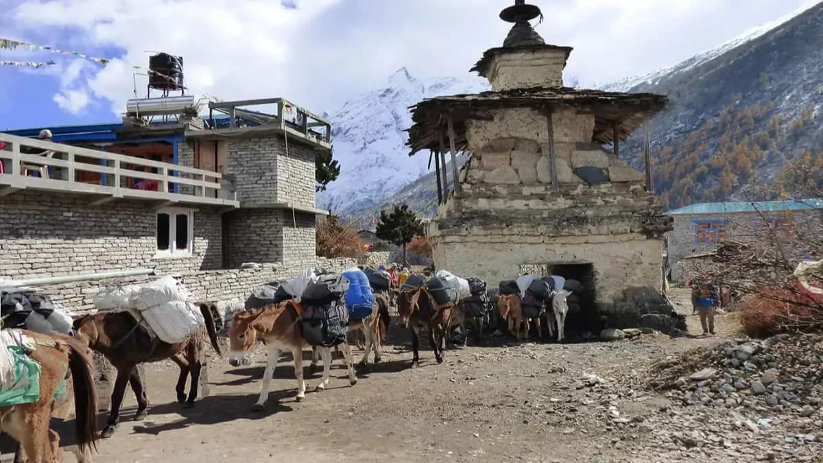 manaslu-circuit-trek-and-mules
