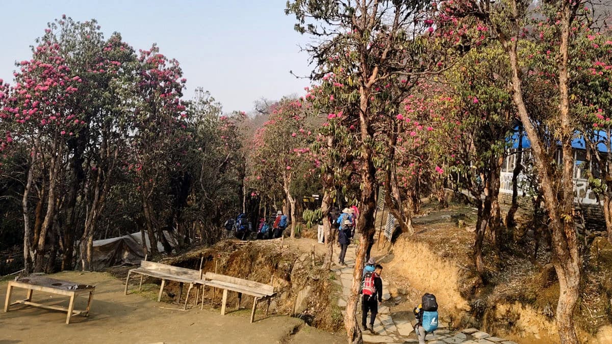 Mardi Himal Trek in Spring (March–May)