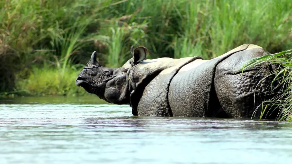 one-horn-rhino