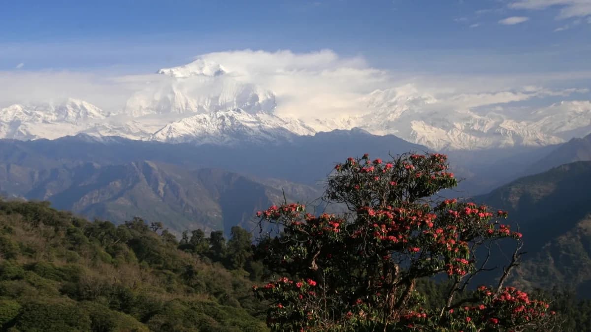 poonhill-spring-trek-rhododendron