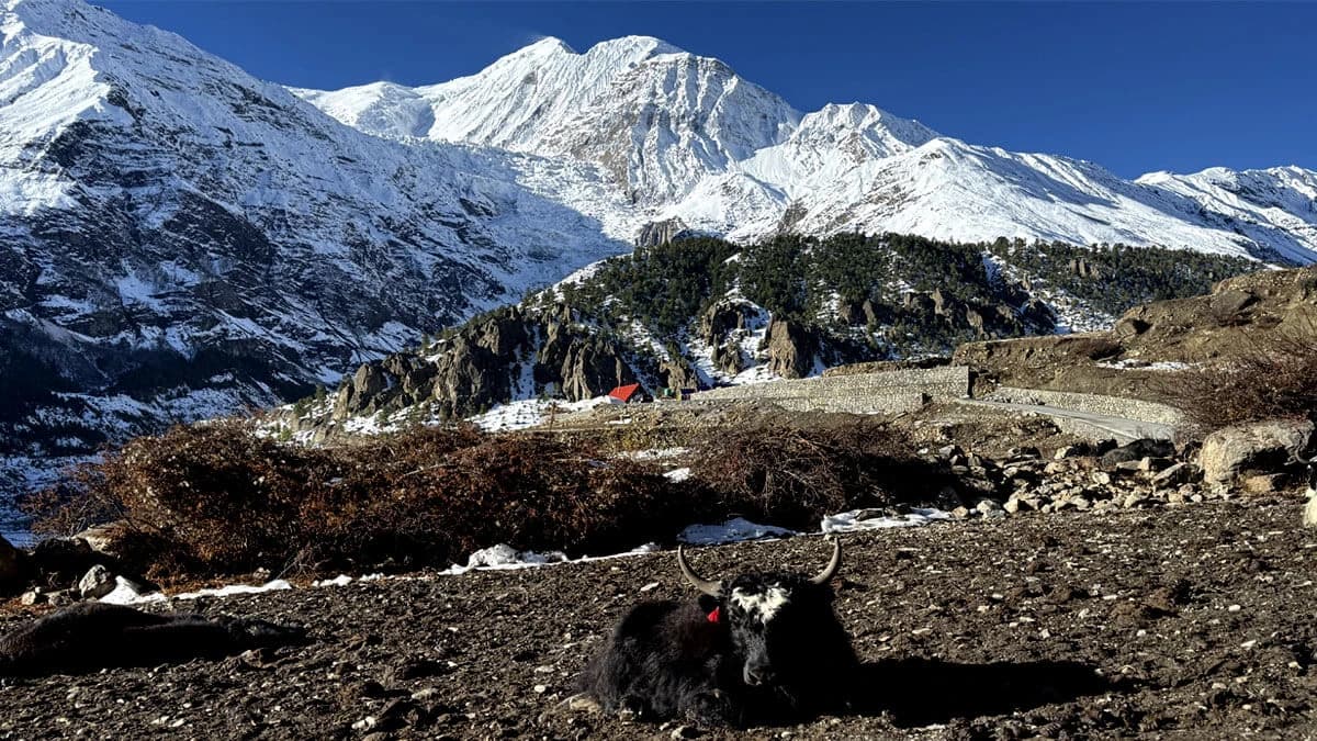 throngla-short-annapurna-circuit-trek-cost