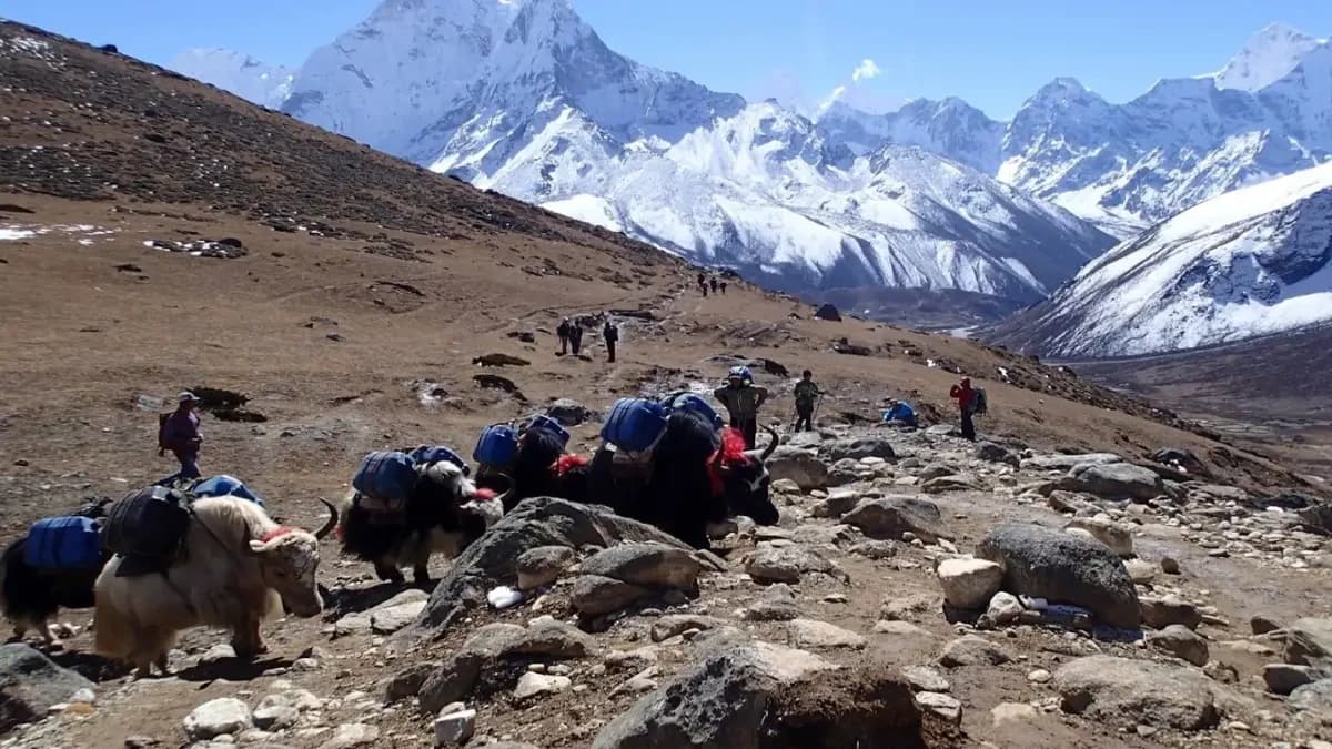 yak-helping-tourist