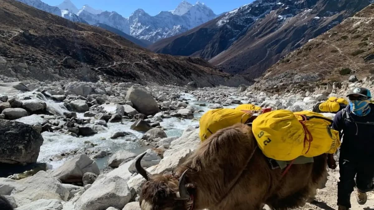 yak-carrying-packages