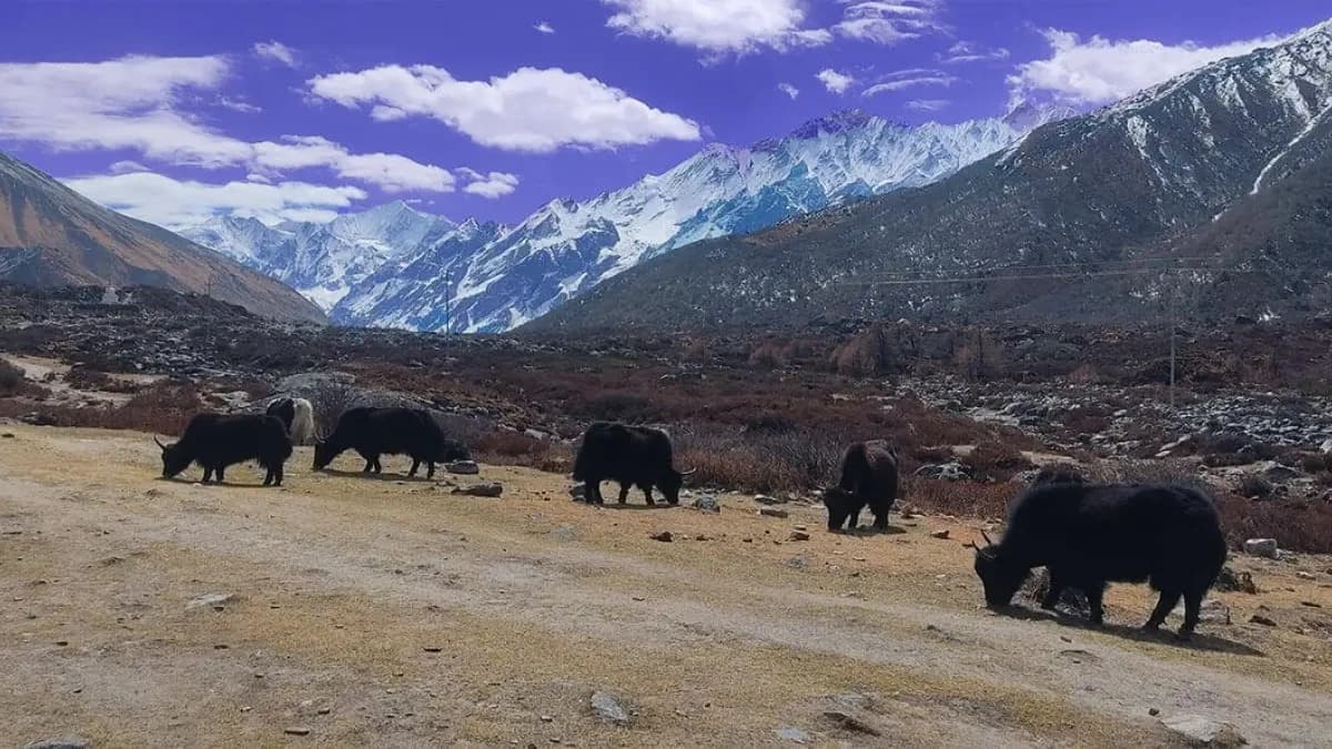 yaks-on-langtang-gosaikunda-trek