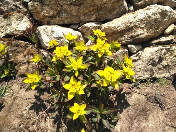 Alpine Euphorbia In Everest Region