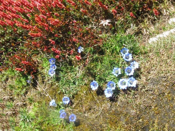 Alpine Flower Gentian