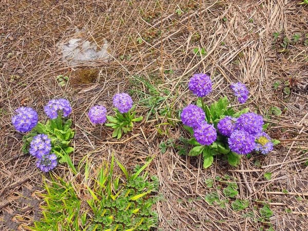 Blooming Primula At Yak Kharka Annapurna Valley