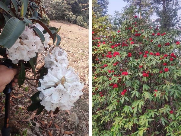 Blooming Rhododendron In Langtang