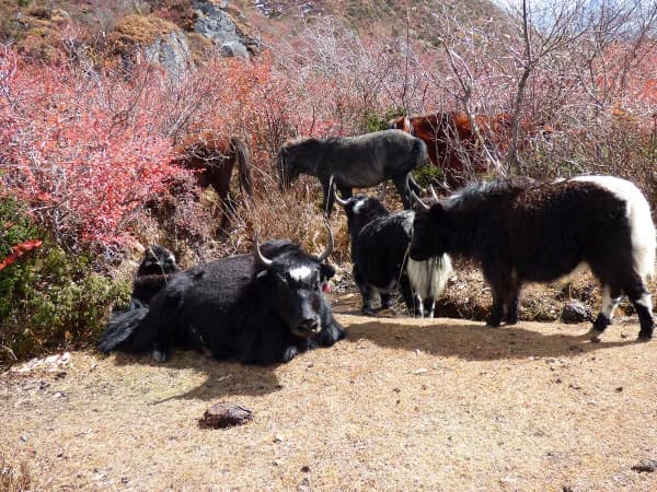 Domestic Yak In Tsum Valley