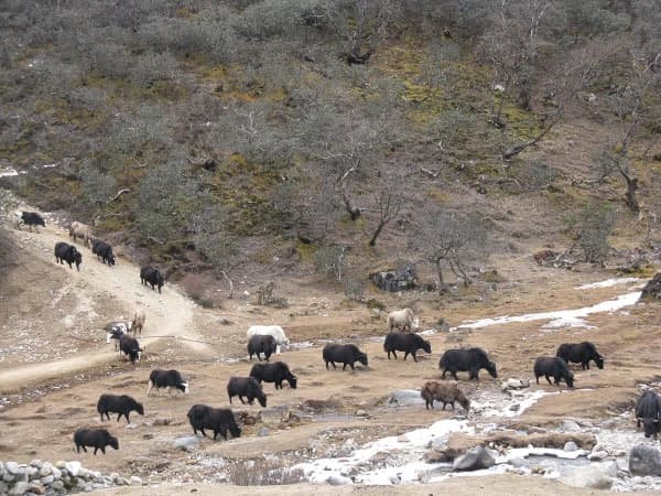 Domestic Yaks In Gokyo Valley