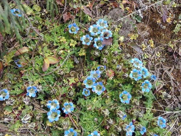 Gentians Flowers In Everest Base Camp Trail