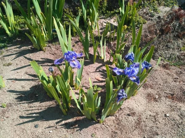 Irish Flower In Everest Region
