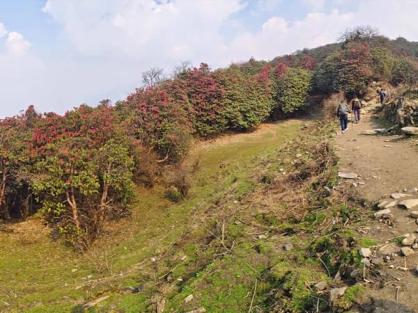 Mardi Himal Trek In Spring