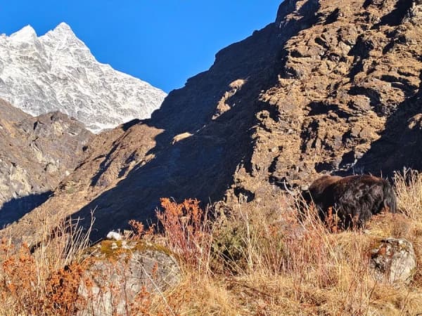 Mt Gaurishankar Main Highlights Peak In Tsho Rolpa Trek