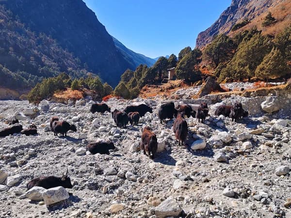 Peaceful Scene Of Yaks Basking In The Sun During The Rolwaling Valley Trek