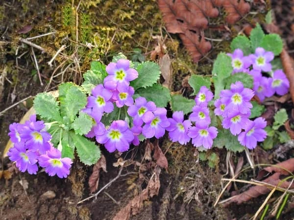 Primrose Flower In Mardi Himal Trek