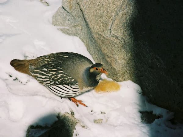 Tibetan Snowcocks Near Gorakshep