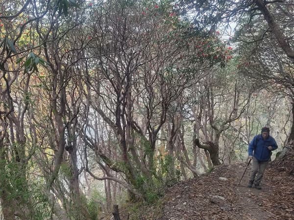 Walking Through Rhododendron Forest 1