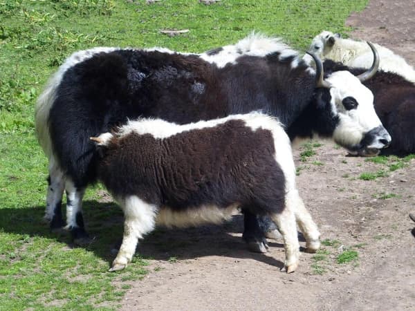 Yaks Family