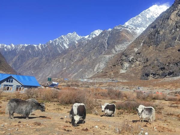 Yaks Grazing In Langtang Region