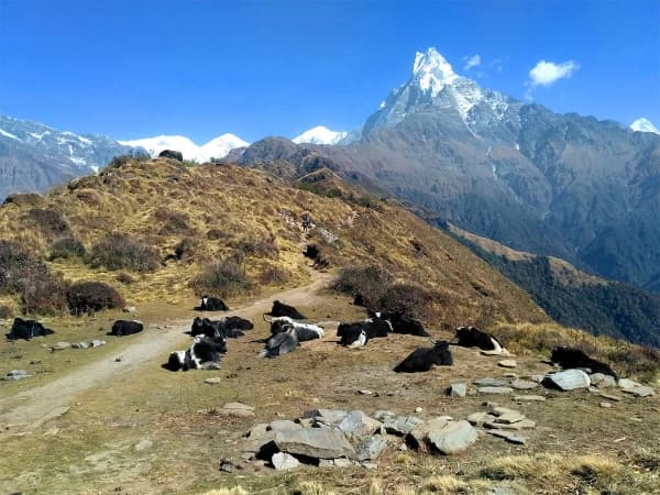 Yaks In Mardi Himal Trail