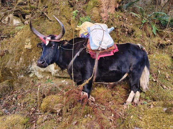 Zho Local Transport In Tsho Rolpa Trek
