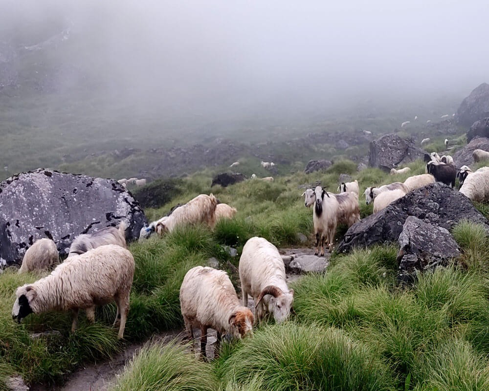 Mountain Goats And Sheeps Grazing At Alpine Meadows