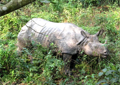 Nepal wildlife Tour in Chitwan