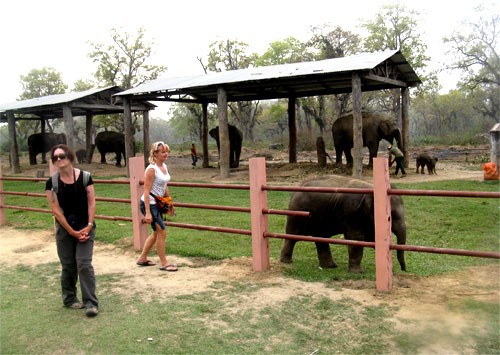 Elephant Breeding Center in Sauraha in Chitwan